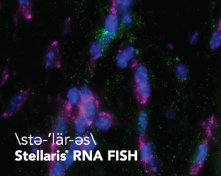 stellaris-rna-fish-gfap-plp1.png stellaris-rna-fish-gfap-plp1.png