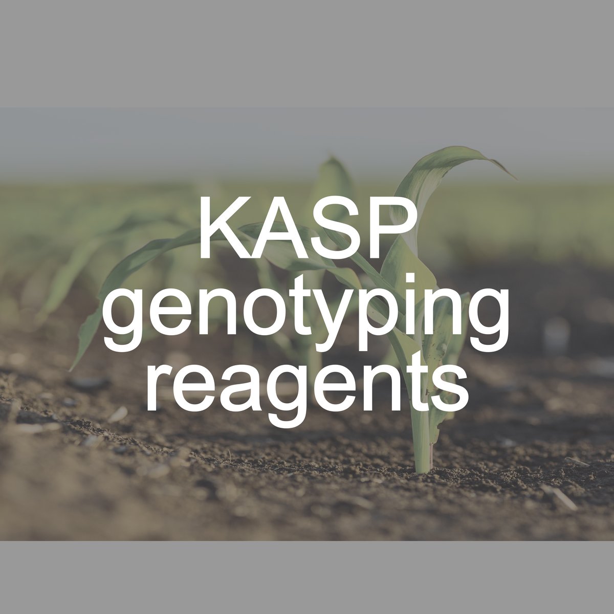 KASP genotyping reagents grid image ARIAL