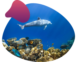 applied shape dolphin nGBS