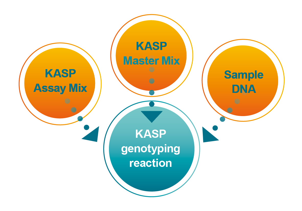 KASP_genotyping_reaction
